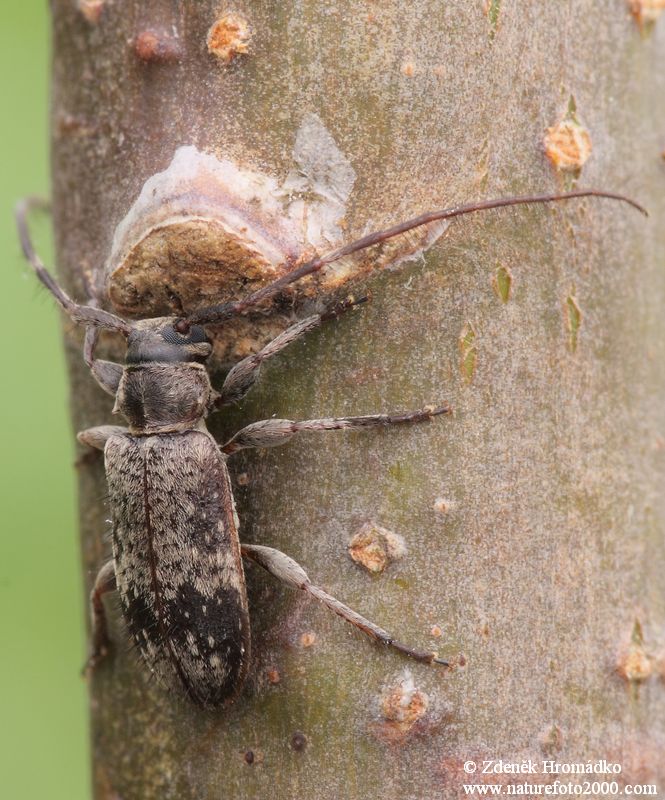 tesařík, Exocentrus adspersus, Cerambycidae, Acanthocinini (Brouci, Coleoptera)